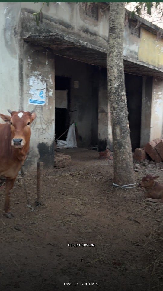 Chota mora gan ti